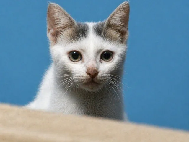 Photorealistic 8K Pet Photo Restoration preview image 1